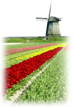 Holandsko veterný mlyn s tulipánmi poľa, VerdeTax.com