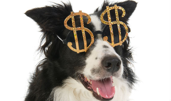 Dog with funny looking dollar glasses